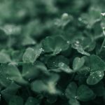 closeup photography of green clover plant