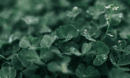 Limited free access to 14 million Irish records!