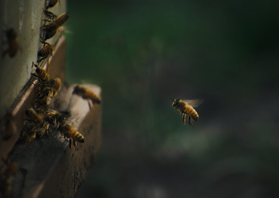 Genealogy of bees traced back 120 million years ago