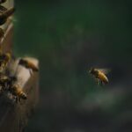 brown and black bee on brown wooden stick
