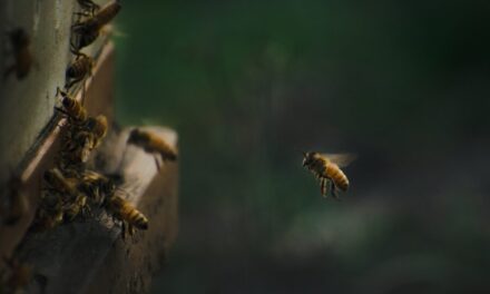 Genealogy of bees traced back 120 million years ago