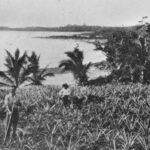 Pineapple plantation at Cardwell, ca. 1906