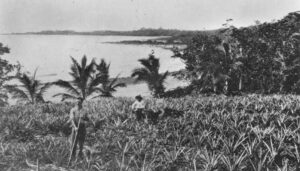 Pineapple plantation at Cardwell, ca. 1906