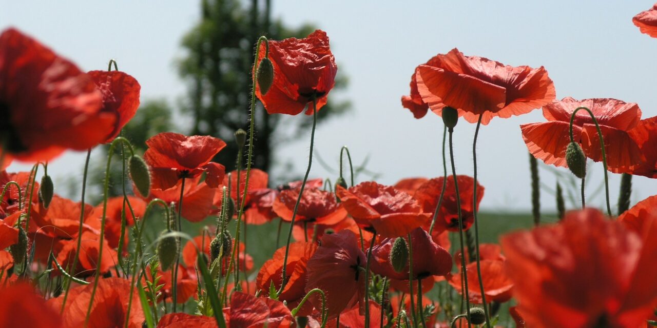 The origins and importance of Remembrance Day