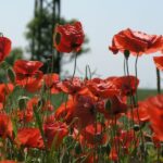 The origins and importance of Remembrance Day