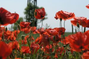 red petaled flowers