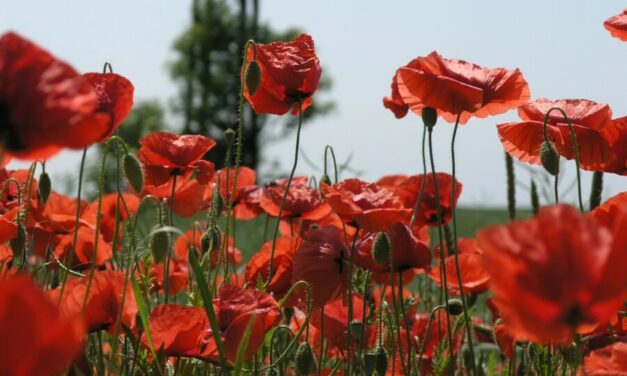 The origins and importance of Remembrance Day